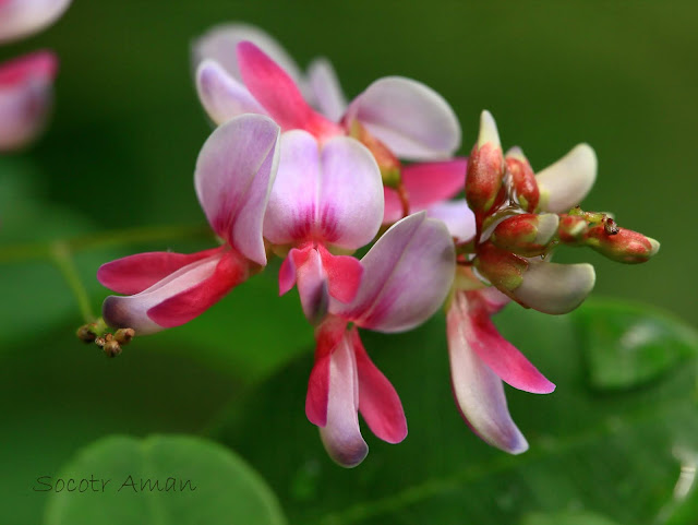 Lespedeza homoloba