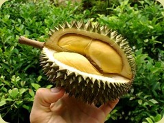 Durian%20Fruit