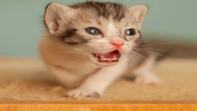 Kitten Teething