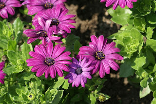 Dimorphotheca ecklonis 'Serenity Dark Purple' - Osteospermum ecklonis 'Serenity Dark Purple'