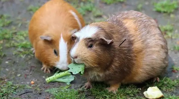 केज से कॉम्पोस्ट तक: पालतू चूहों के गोबर का उपयोग अपने बगीचे में करने के फायदे हैं।