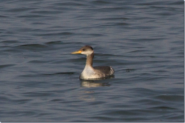 KGV_RNGrebe-1