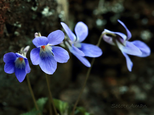 Viola grypoceras