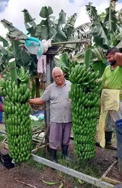 Bananicultor Valter com outros dois cachos de bananas, um de 21 e outro de 20 pencas