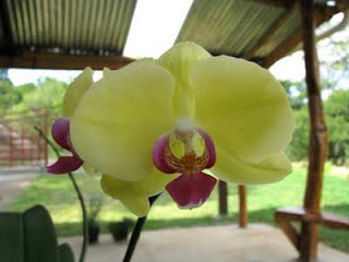 Costa Rica orchid