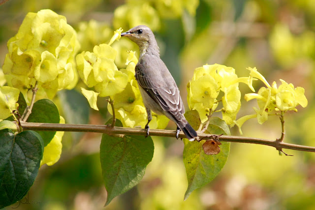 Female Purple Sunbird feeding on nectar