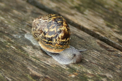 Segrijnslak - - Cornu aspersum