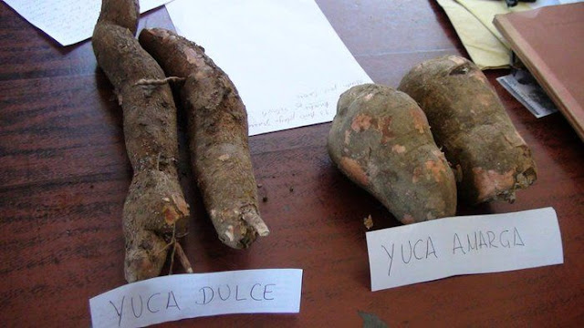 como reconocer la yuca amarga, yuca amarga caracteristicas, yuca amarga wikipedia, imagenes de yuca amarga, planta de yuca amarga,yuca amarga veneno