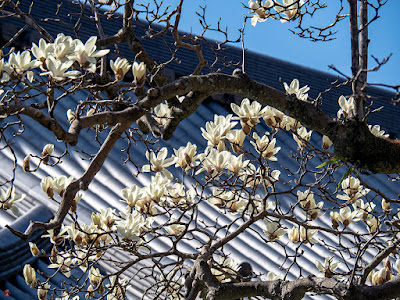 Haku-mokuren (Magnolia denudata) flowers: Engaku-ji