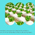 Hydroponics Consultancy Services in India