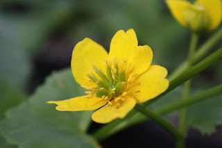 Midwest Natural Gardens