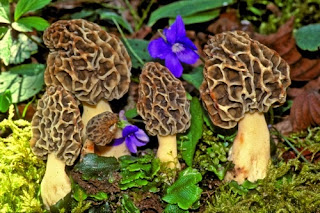 Morchella esculenta - Colmenilla redonda