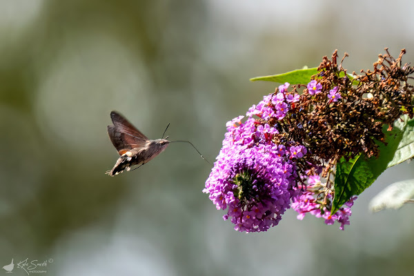 Humminbird hawk moth