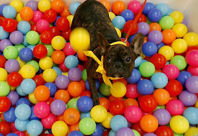 Dogs Show in Bangkok