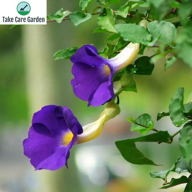 Thunbergia Erecta: A adição perfeita ao seu jardim para dar cor e charme o ano todo