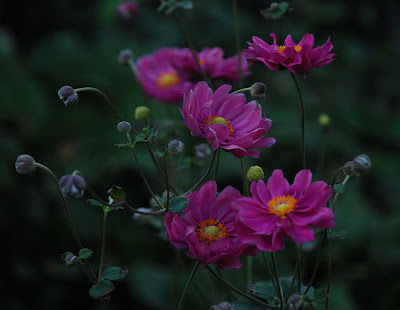 Anemone Rotkäpchen