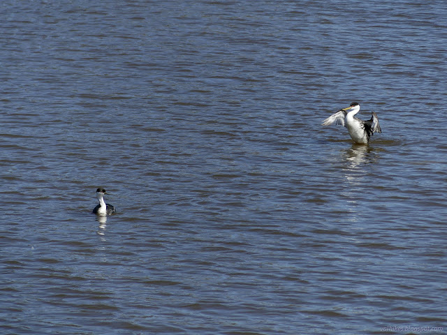 56: floating birds