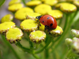 Lady Bugs wallpaper