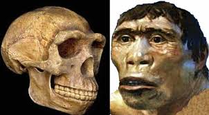 Manusia Purba Pithecanthropus Erectus Pengertian Gambar 