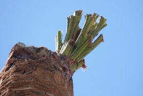 'Brotes verdes' en palmeras del Parque del Retiro (Jerez)