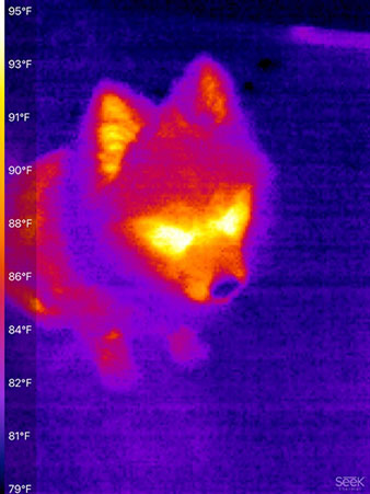 Astronomer Assistant, Danny, with cold nose in IR (Source: Palmia Observatory)