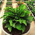 Cara Praktis Budidaya Anthurium