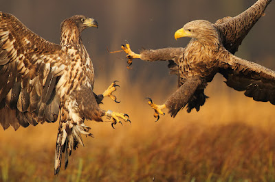 Eagles Fighting