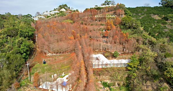 台中潭子新田登山步道落羽松夢想莊園2千棵落羽松好夢幻