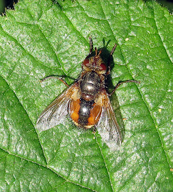 A striking fly, Tachina fera, on a bramble leaf in the woods on Hayes Common.  30 April 2011. The larvae are parasites on various caterpillars. Adults like this one eat flower nectar.