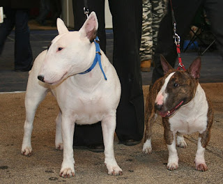 Miniature Bull Terrier-pets-dogs-dog breeds