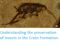 https://sciencythoughts.blogspot.com/2015/02/understanding-preservation-of-insects.html
