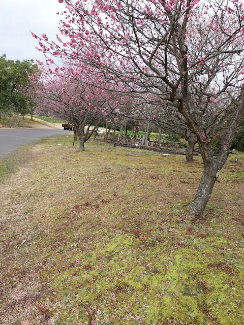 とっとり花回廊　ウメ（梅）