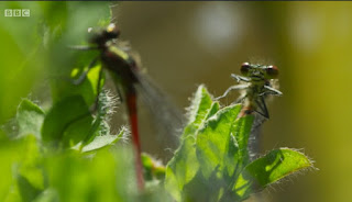 Red Damselfly