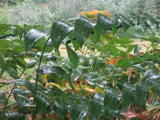 Solomon's seal, Polygonatum biflorum