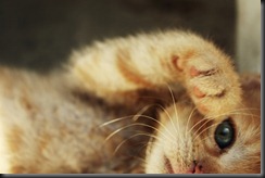 http25mediatumblrcomtumblr_lj3iw4kxpX1qh0222o1_500