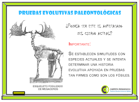 Pruebas Evolutivas Paleontológicas