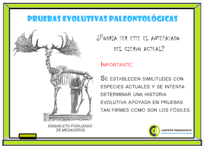 Pruebas Evolutivas Paleontológicas