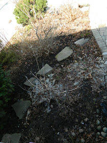 Toronto Leslieville Spring Front Yard Cleanup Before by Paul Jung Gardening Services--a Toronto Organic Gardening Company