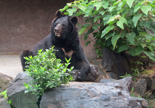 Asian Black Bears Nagoya Zoo Japan