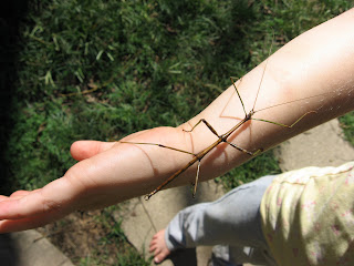 Sydney Holding Walking Stick Bug