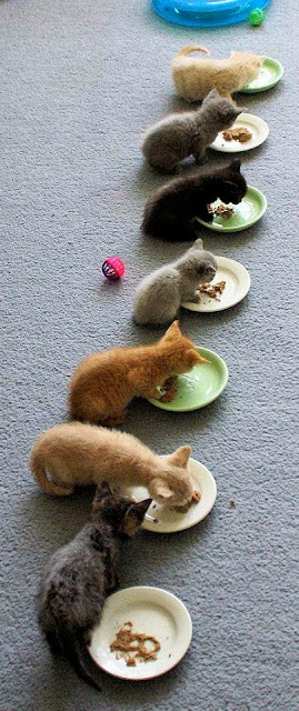 Gatitos alimentadose