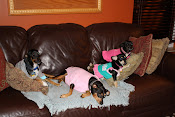 Reese, Chloe, Diesel, & Sasha