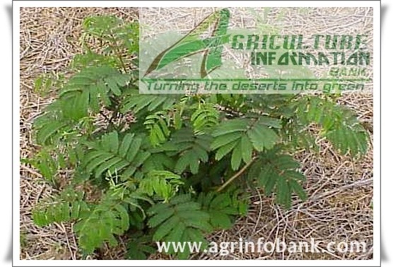 Soil health 1