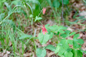 red columbine in bloom