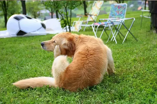 5 Common Symptoms of Ear Infections in Dogs?