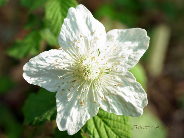 Rubus hirsutus