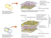 Estrutura Das Bacterias Gram Positivas E Negativas