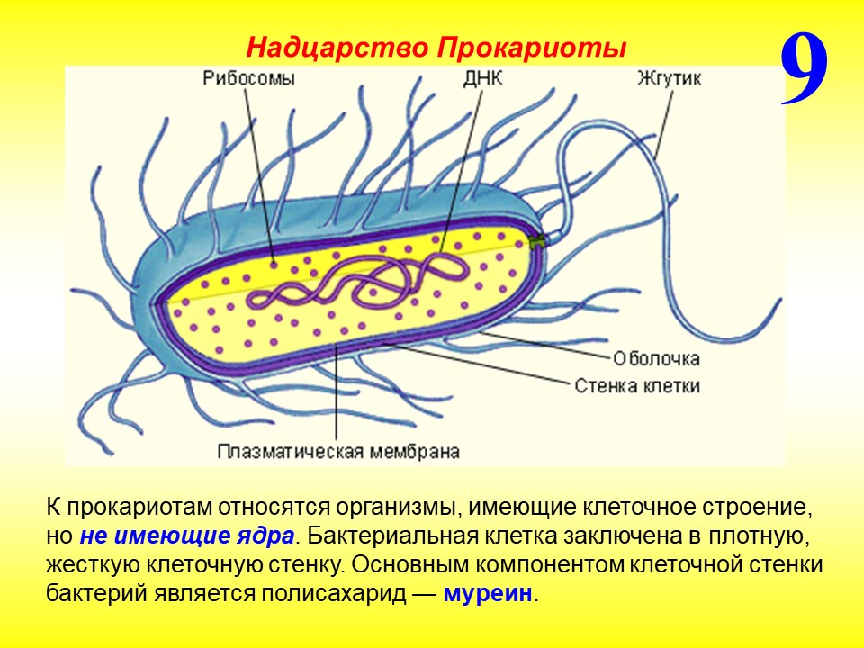 Есть ли у прокариотов. Строение бактериальной клетки прокариот. Структура клетки прокариот. Схема строения прокариотической клетки бактерии. Строение прокариотической бактериальной клетки.
