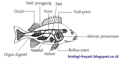 Sistem Peredaran darah pada Ikan