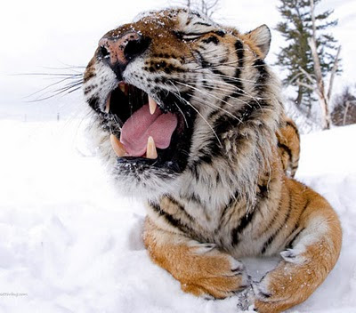 Gambar Bagus Harimau Siberia